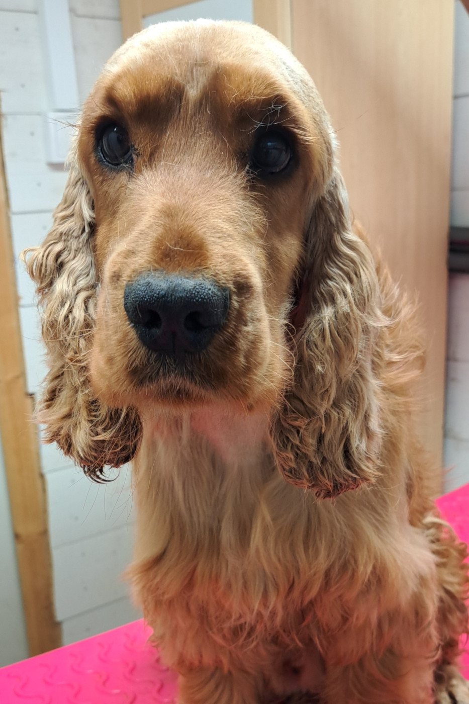 Viking's Wishes des bois de la bro