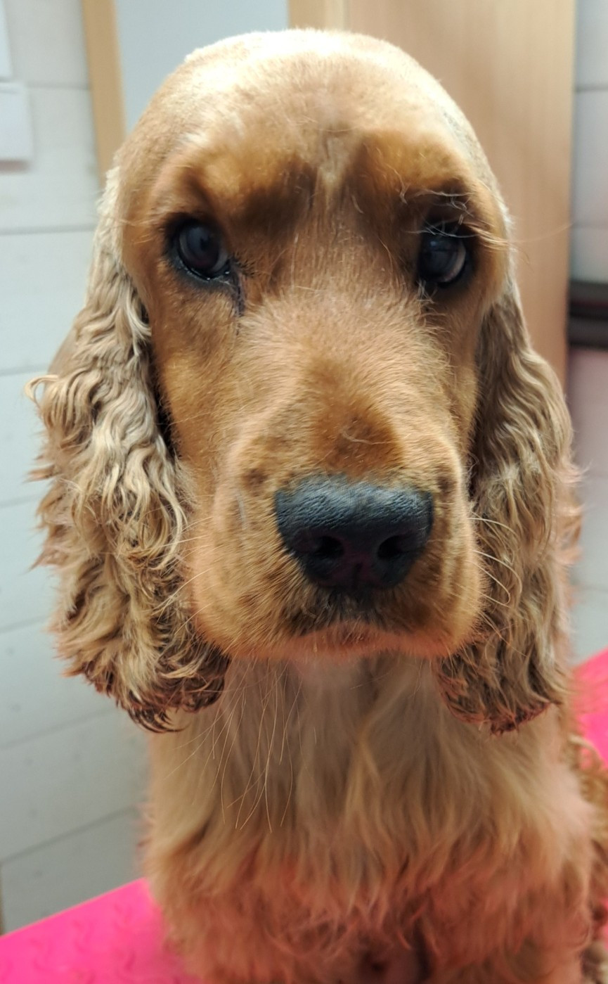 Viking's Wishes des bois de la bro