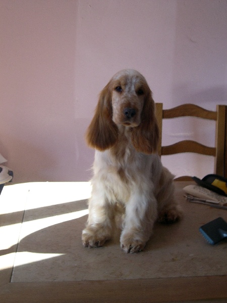 Publication : of Mayajoe's Dreams Auteur : Priscillia Kirchner