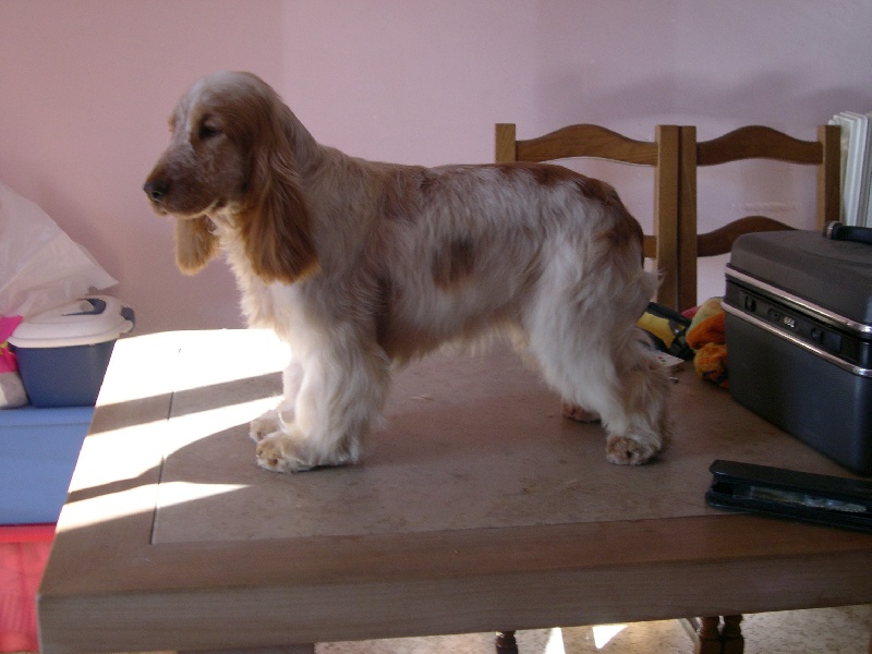 Publication : of Mayajoe's Dreams Auteur : Priscillia Kirchner