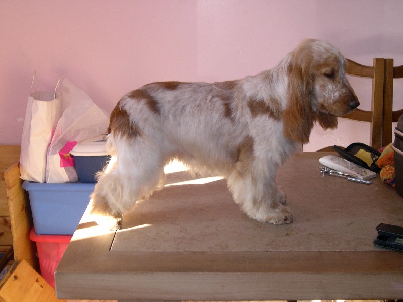 Publication : of Mayajoe's Dreams Auteur : Priscillia Kirchner