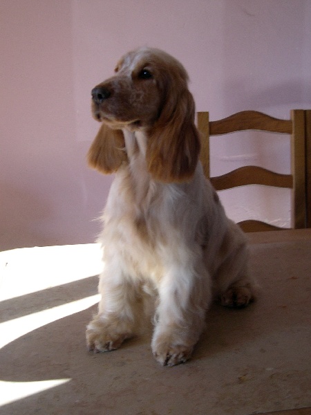 Publication : of Mayajoe's Dreams Auteur : Priscillia Kirchner