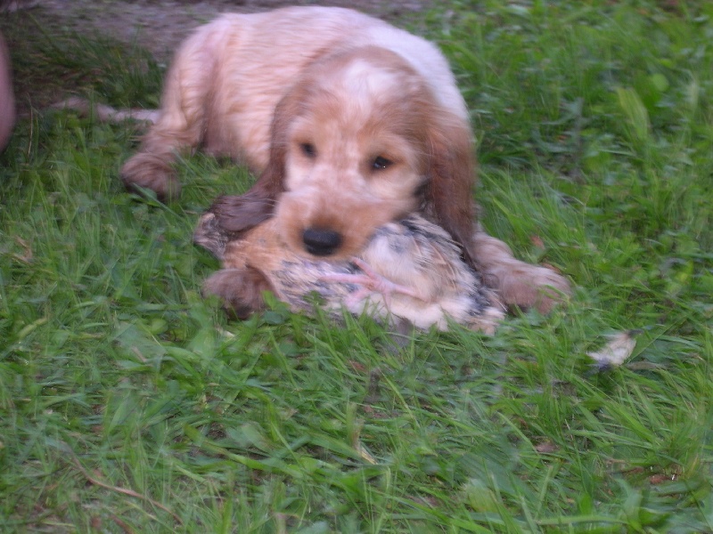 Publication : of Mayajoe's Dreams Auteur : Priscillia Kirchner