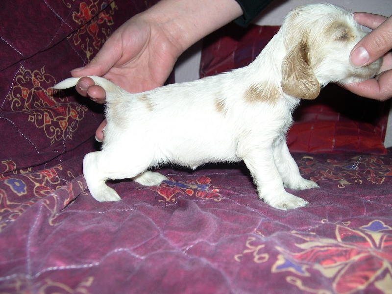 Publication : of Mayajoe's Dreams Auteur : Priscillia Kirchner