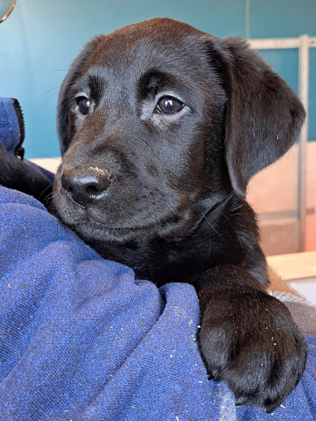 Apollon (ruban violet)