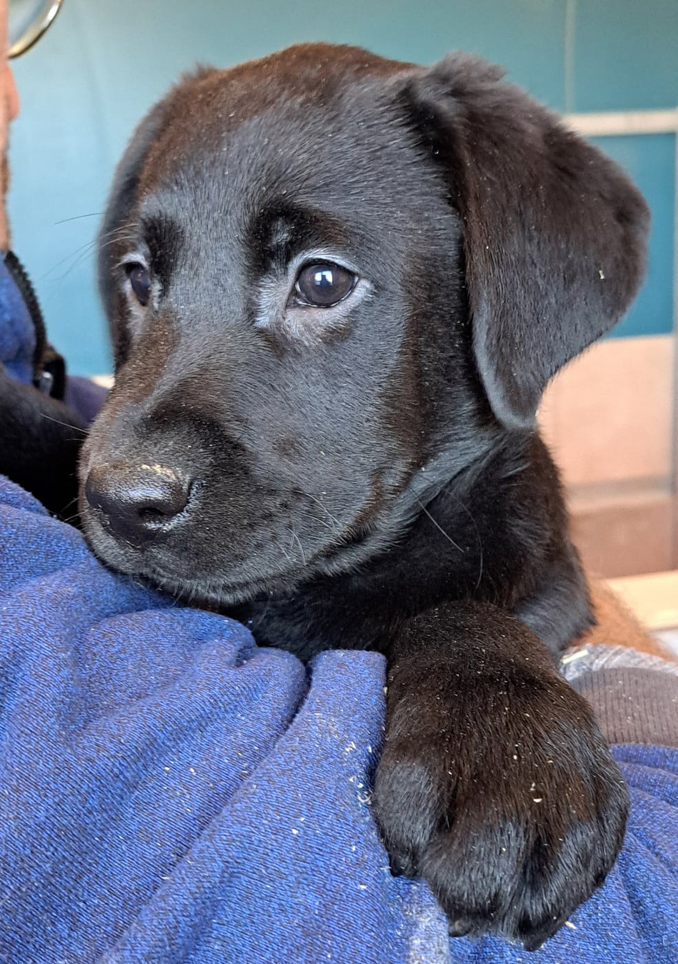 Apollon (ruban violet)