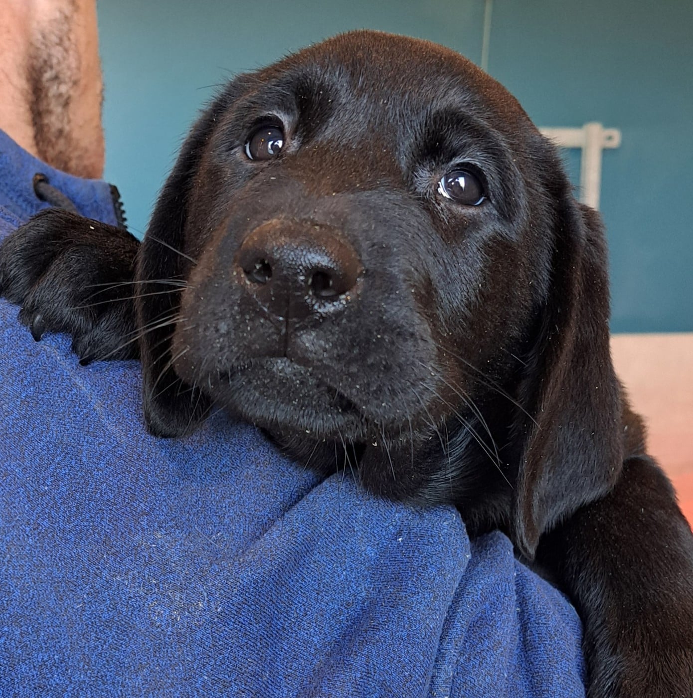 Labrador Retriever - of Mayajoe's Dreams