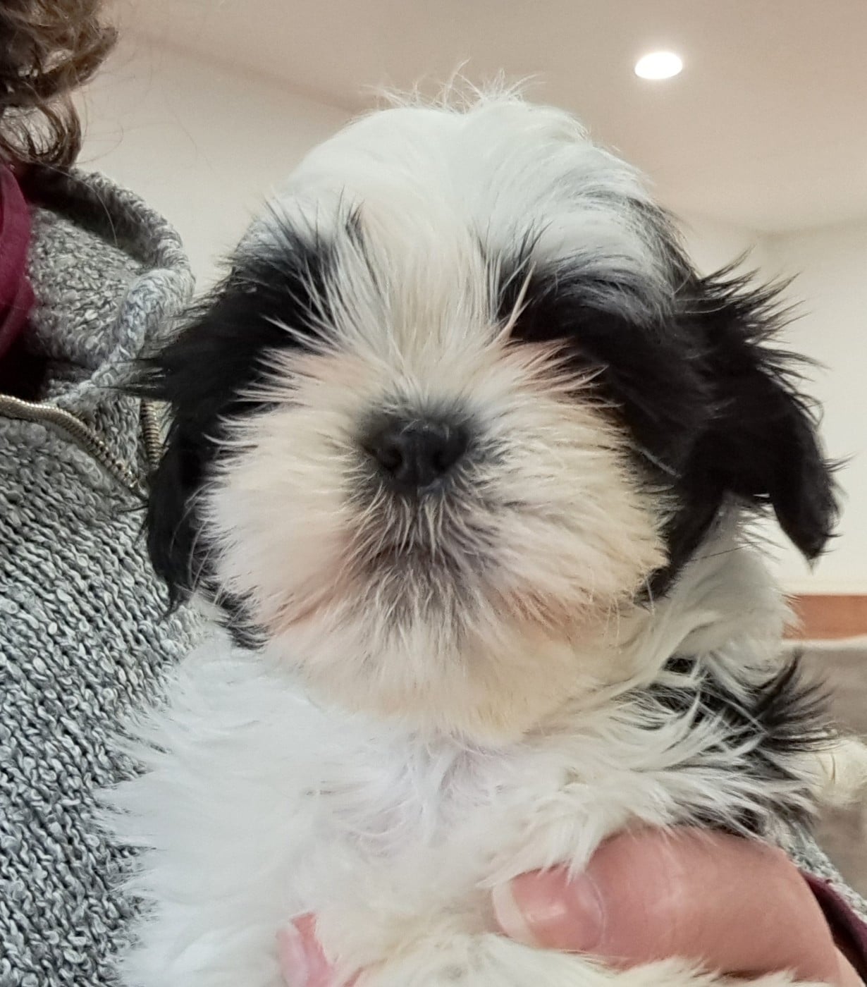 Shih Tzu - of Mayajoe's Dreams