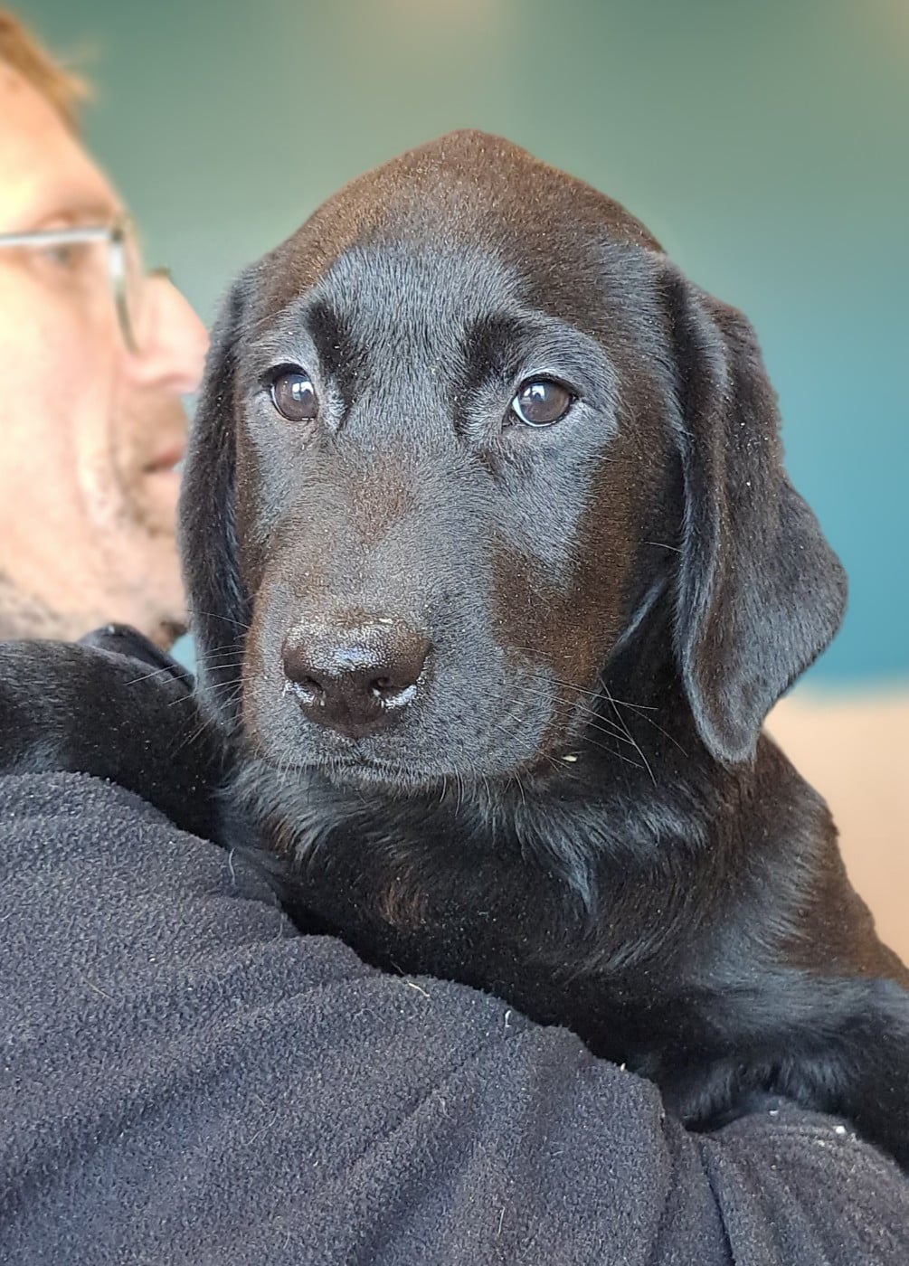 Labrador Retriever - of Mayajoe's Dreams