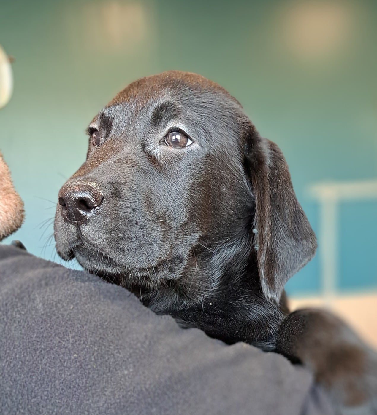 Arsène (ruban marron)