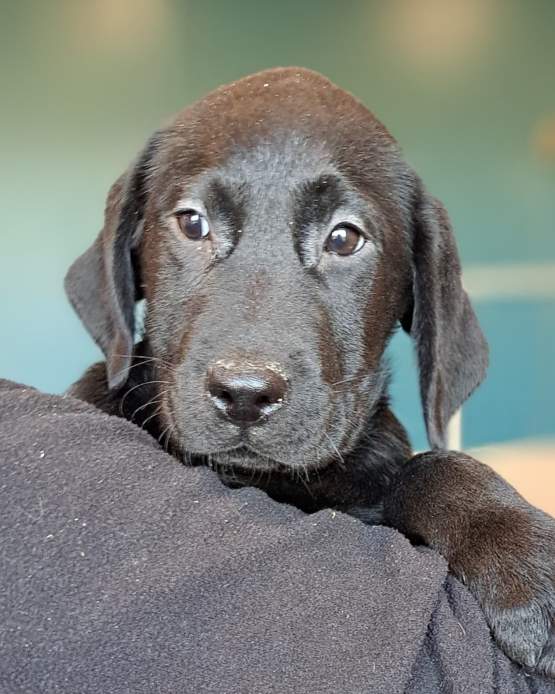 Arsène (ruban marron)