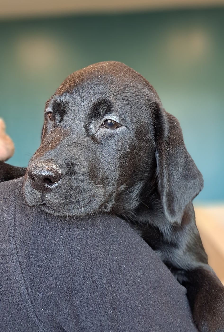 Arsène (ruban marron)