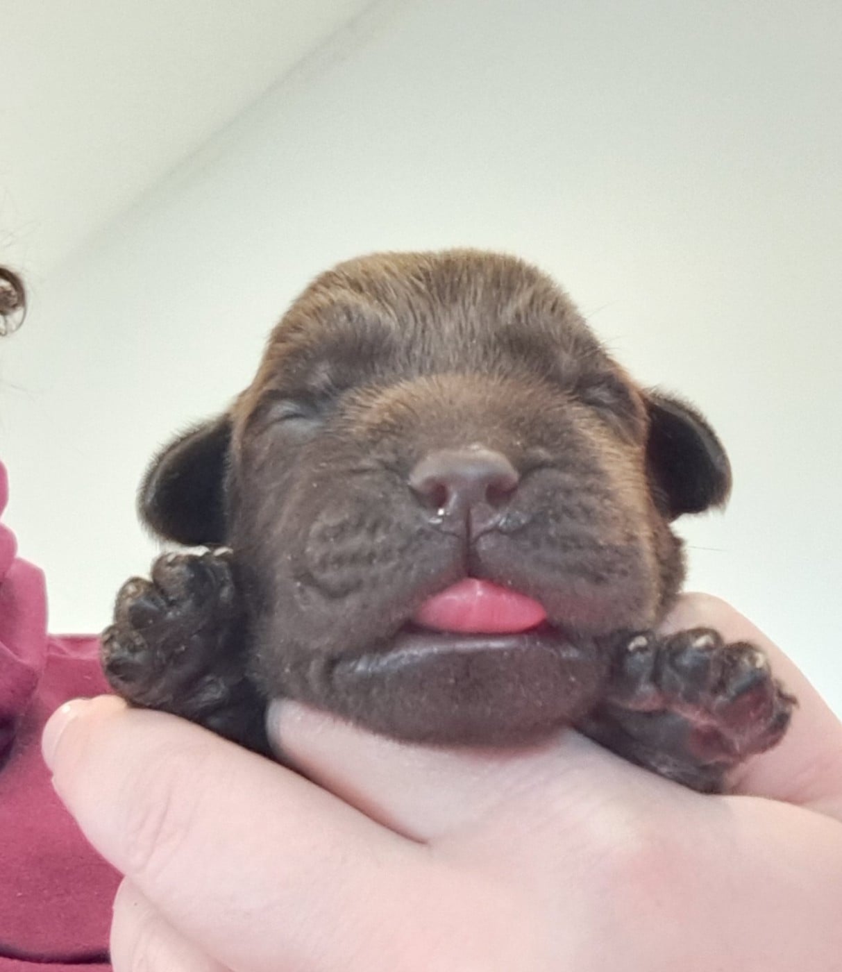 Achille (ruban bleu)