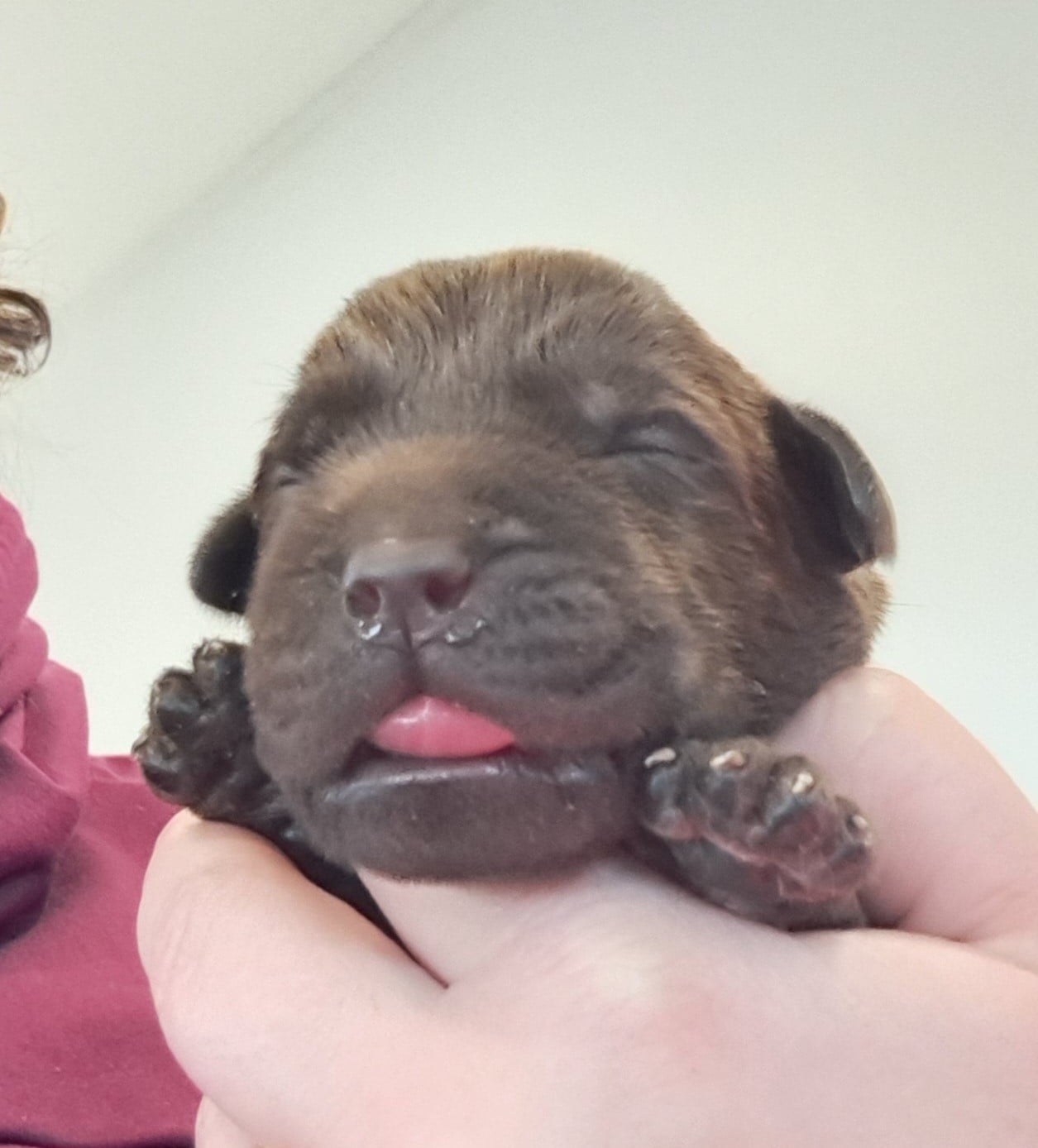 Achille (ruban bleu)