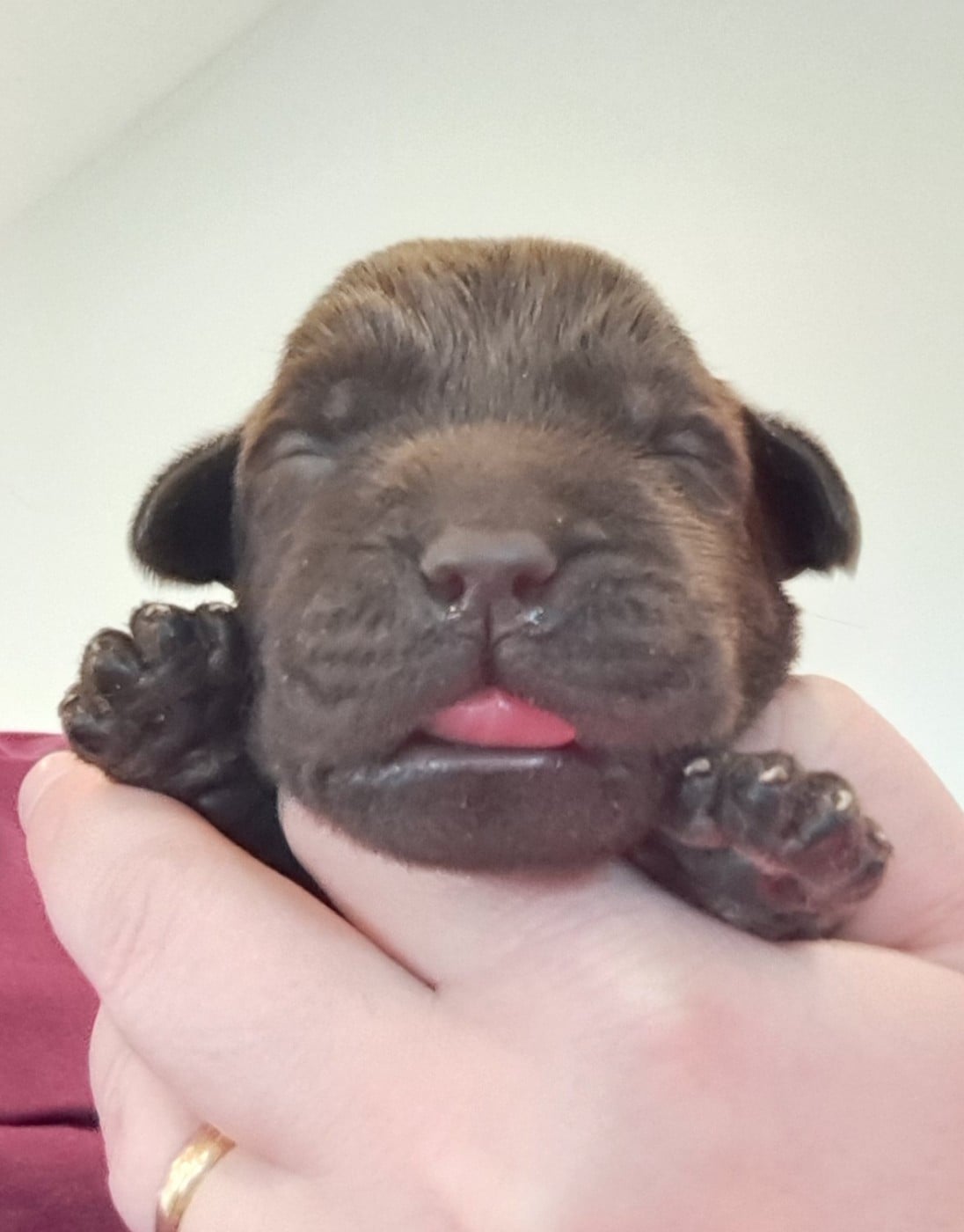 Achille (ruban bleu)