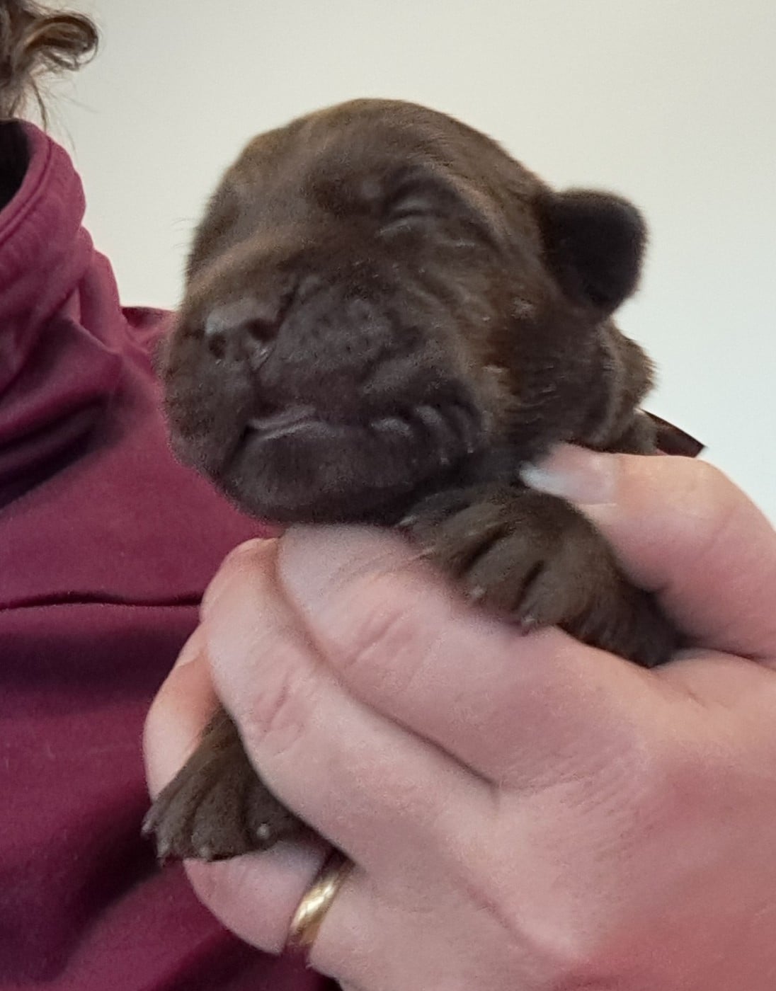 Auria (ruban marron)