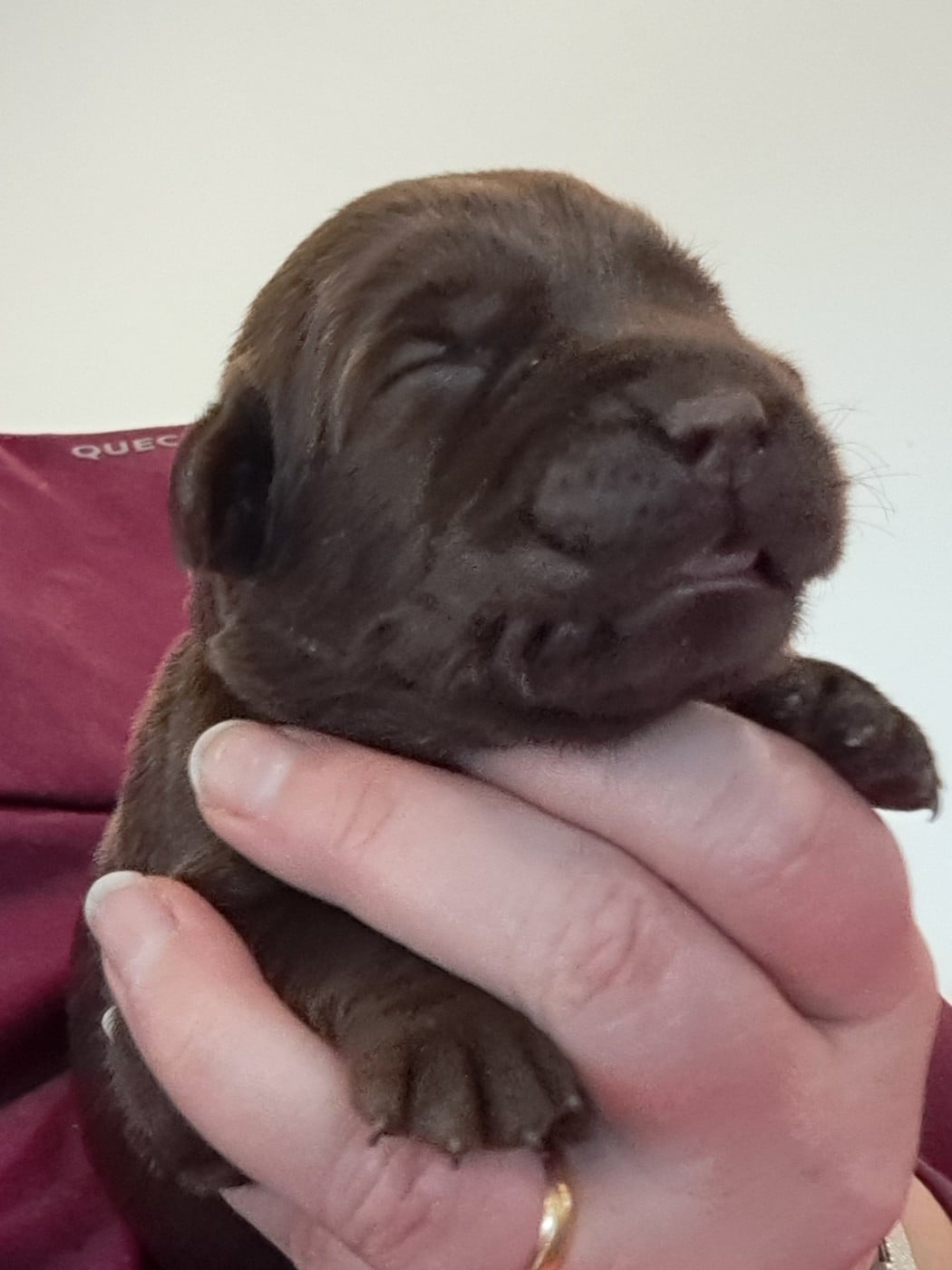 Auria (ruban marron)