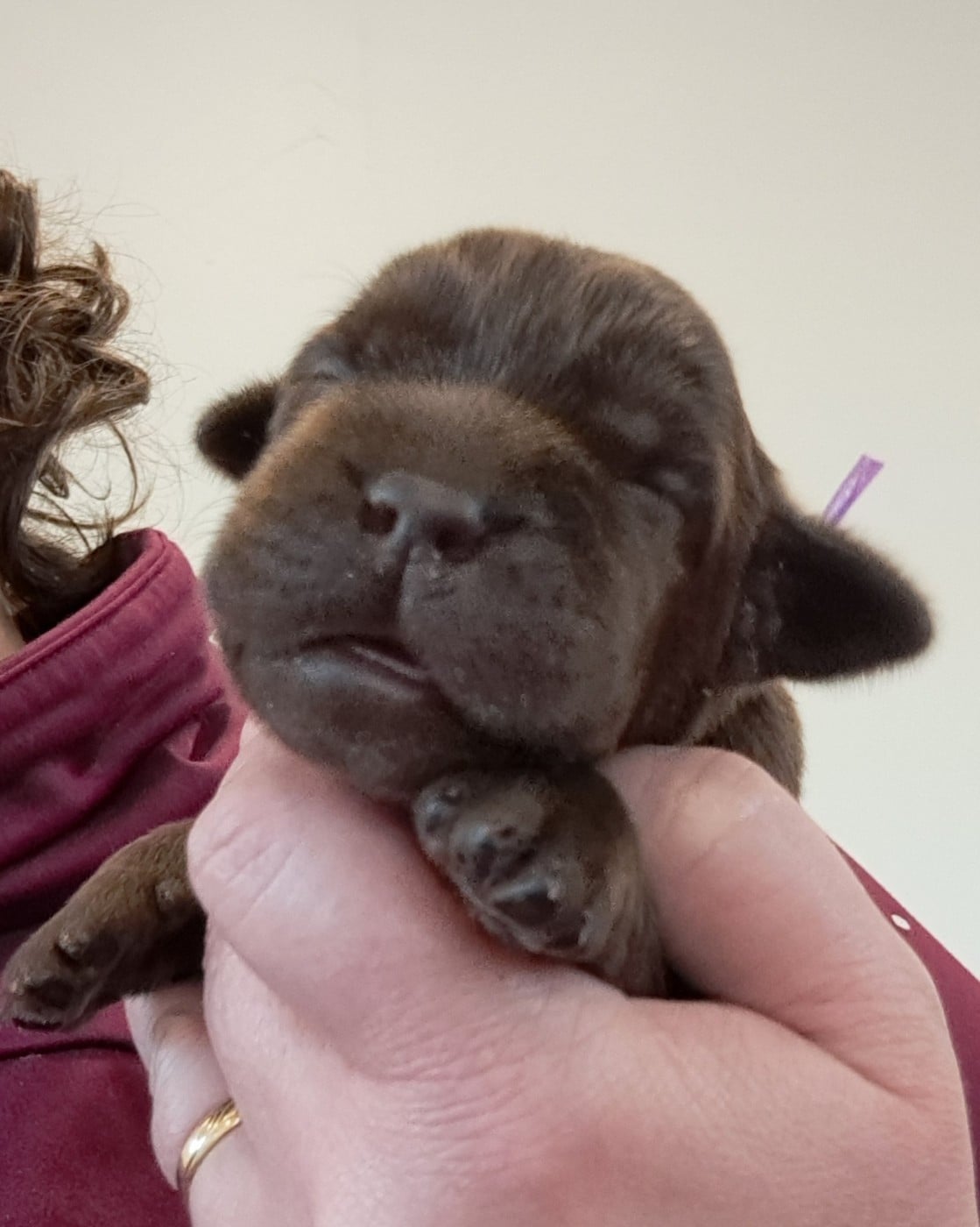 Aulie (ruban violet)