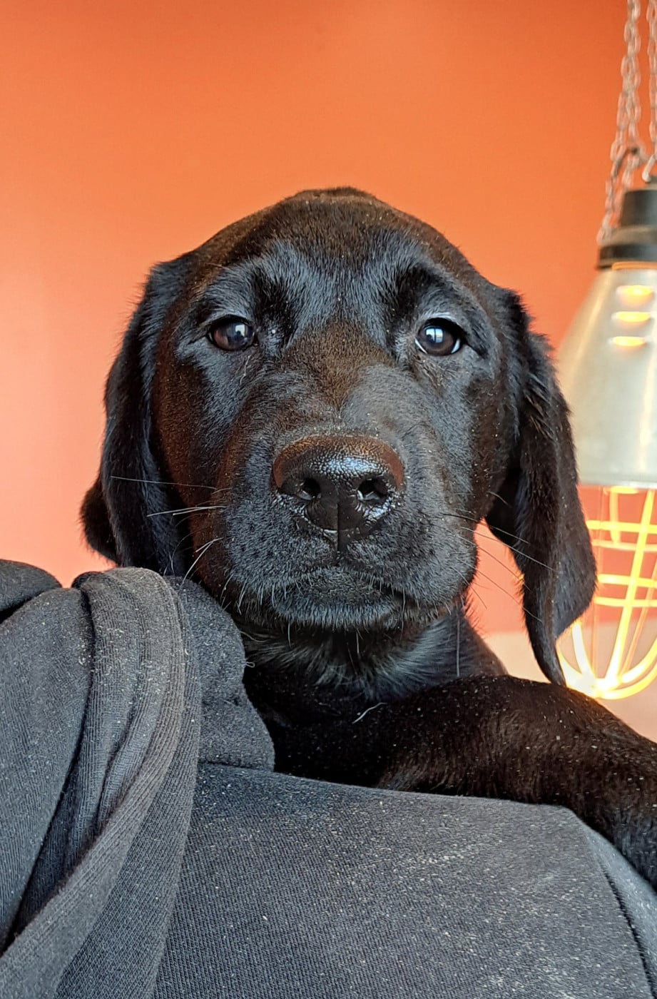 Labrador Retriever - of Mayajoe's Dreams