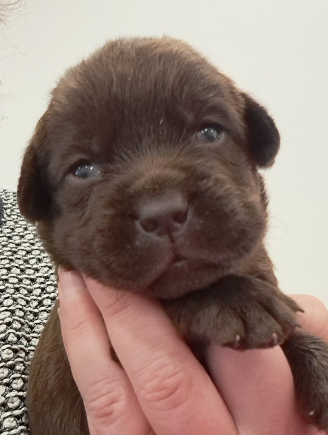 Labrador Retriever - of Mayajoe's Dreams