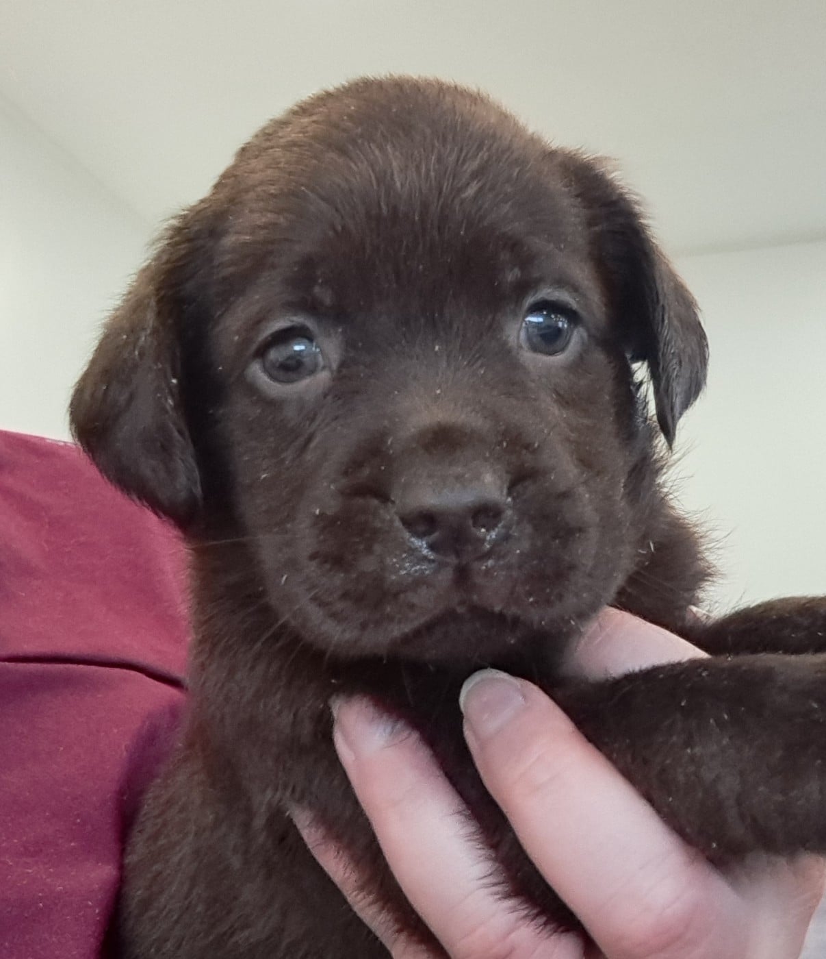 Labrador Retriever - of Mayajoe's Dreams