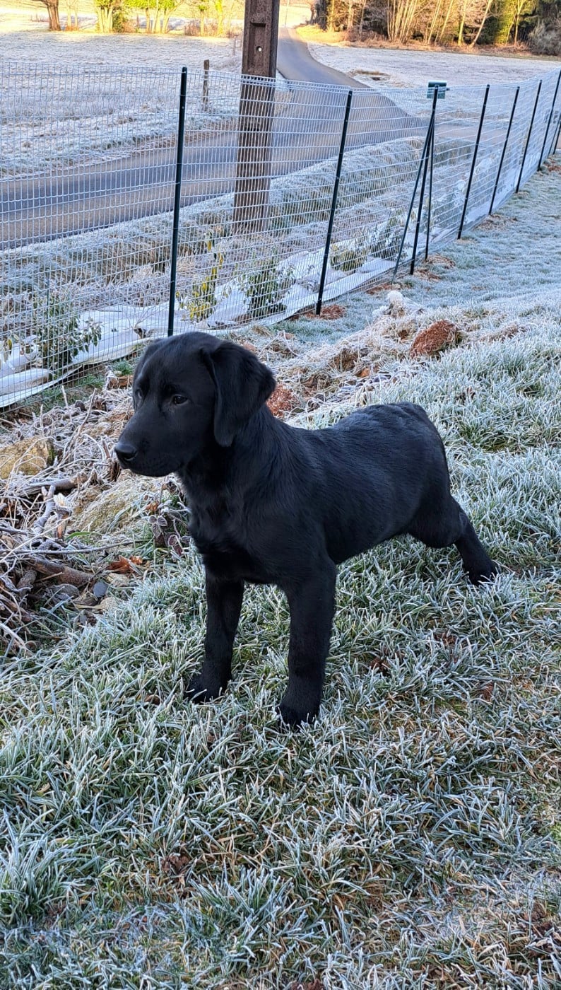 Labrador Retriever - of Mayajoe's Dreams