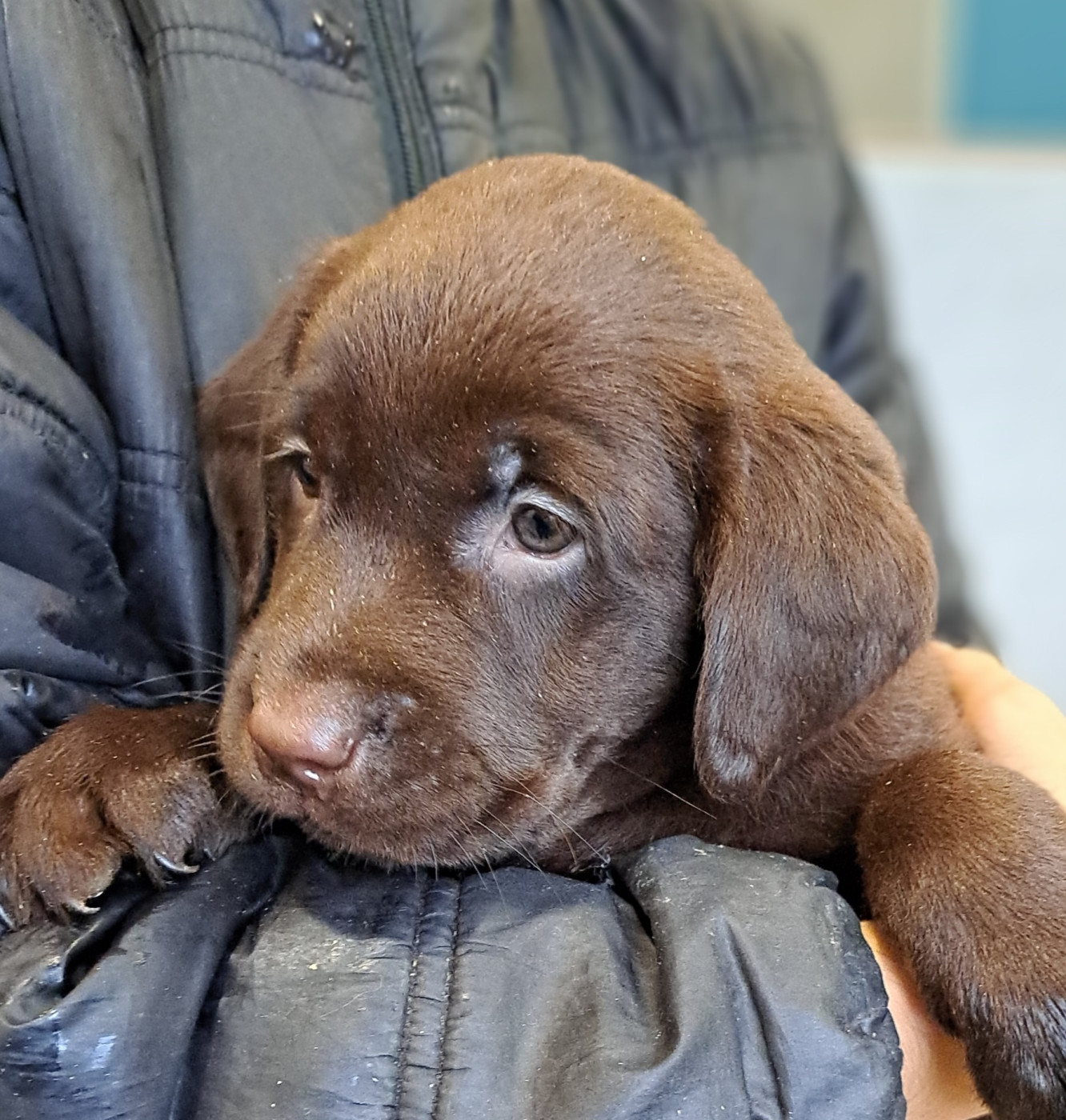 Auria (ruban marron)