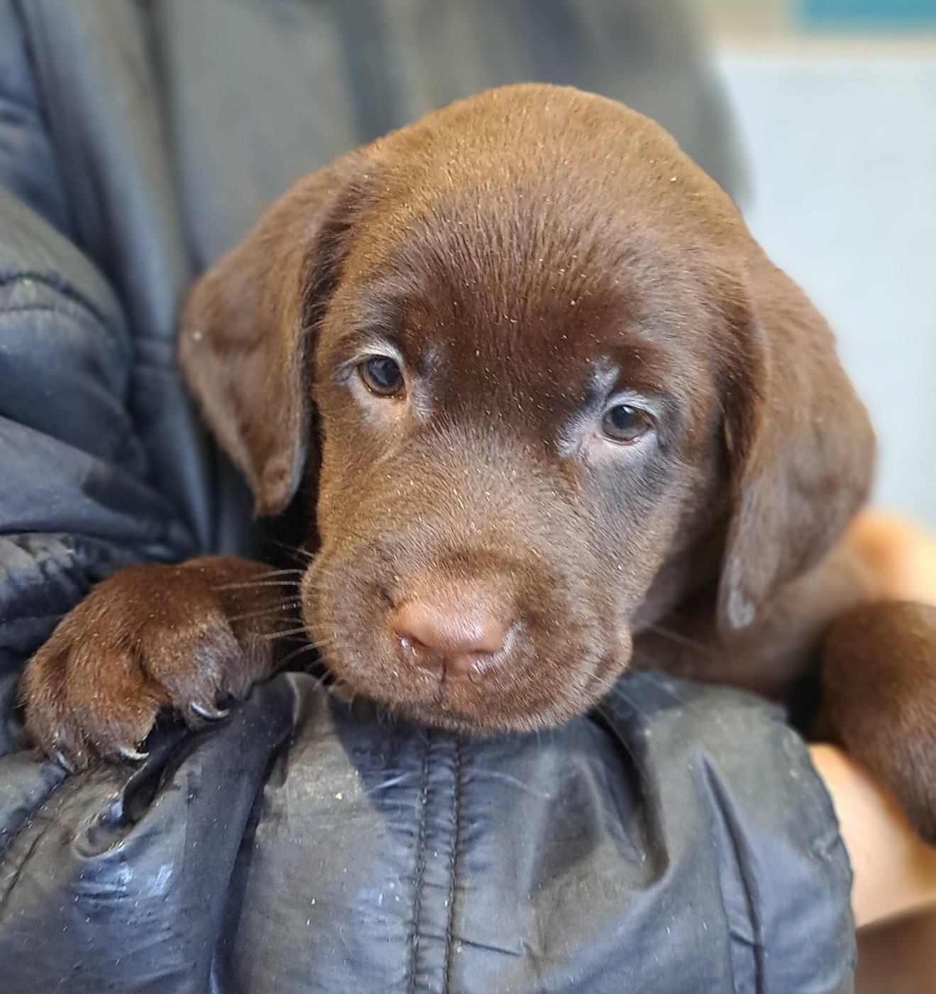 Auria (ruban marron)