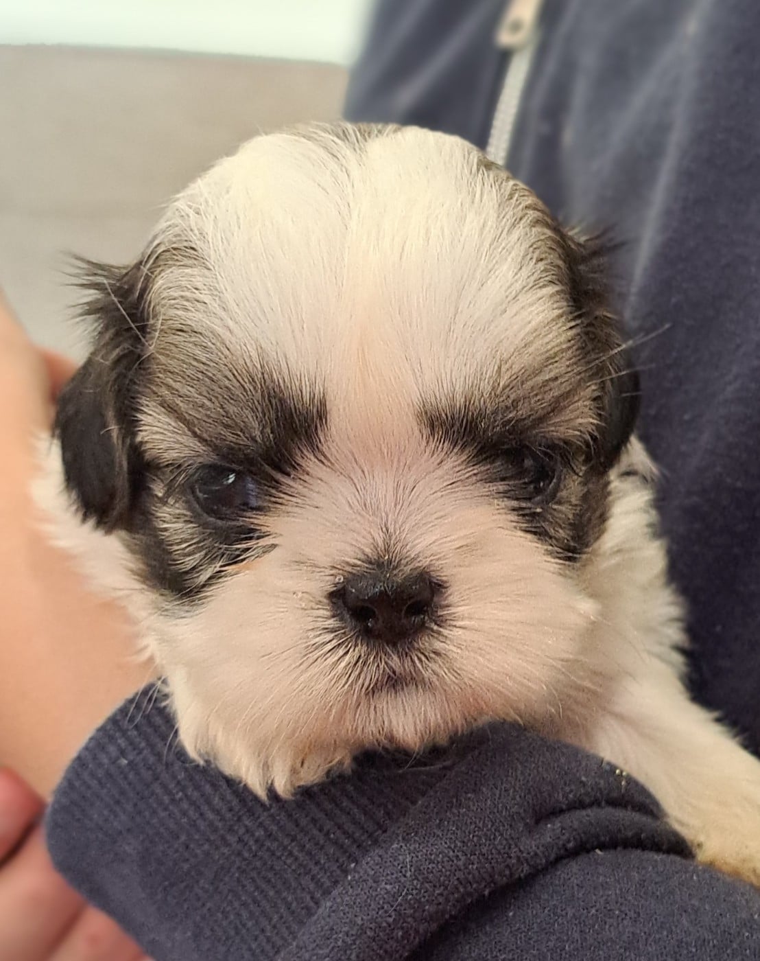 Shih Tzu - of Mayajoe's Dreams