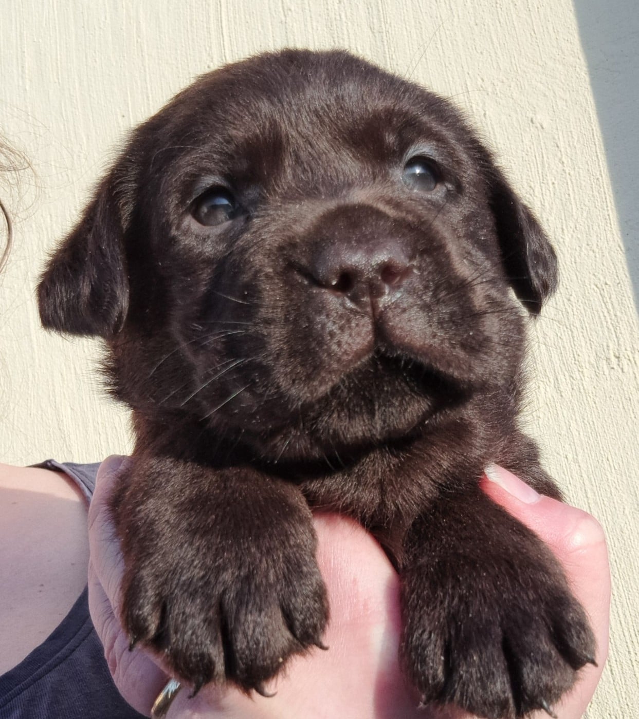 Labrador Retriever - of Mayajoe's Dreams