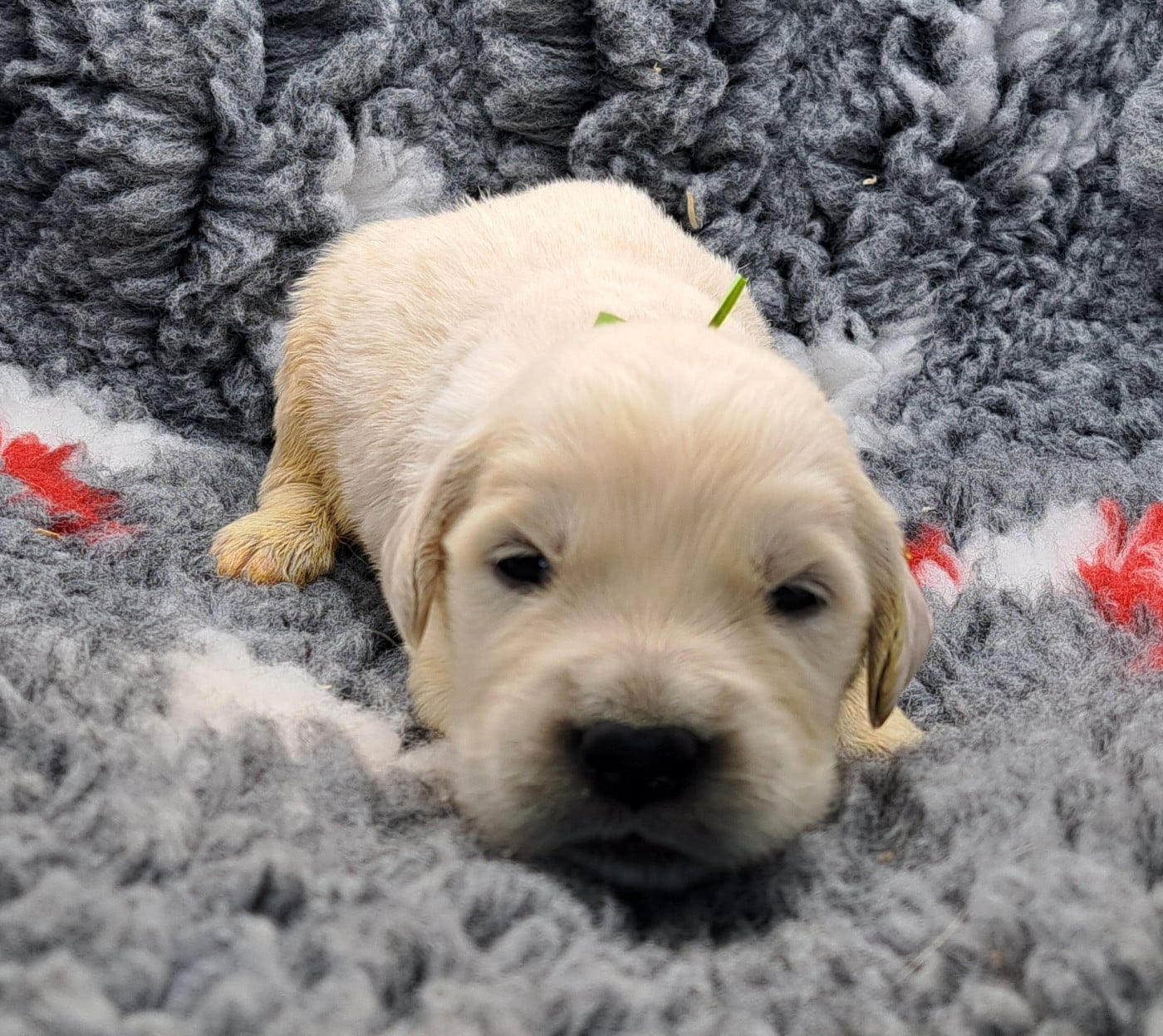 Golden Retriever - of Mayajoe's Dreams