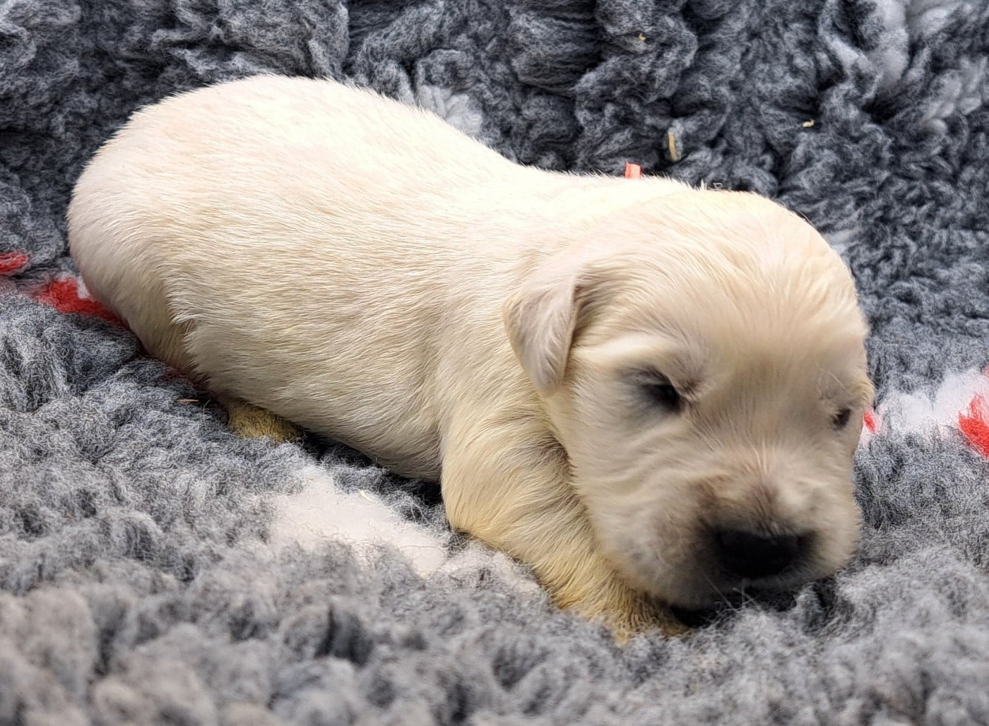 Golden Retriever - of Mayajoe's Dreams