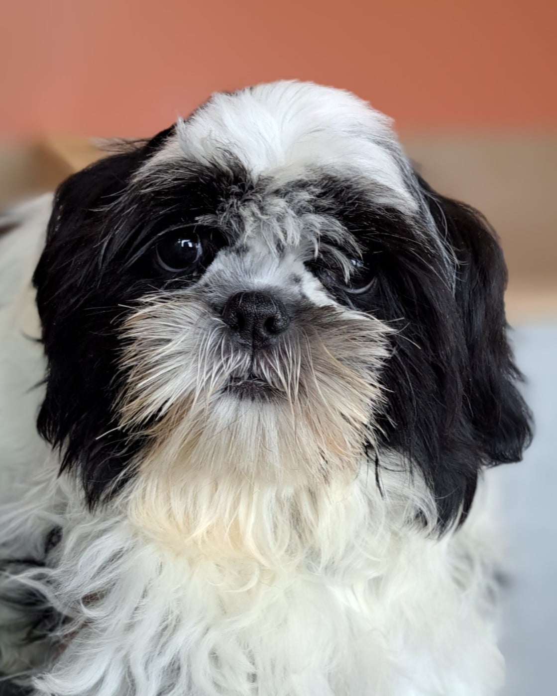 Shih Tzu - of Mayajoe's Dreams