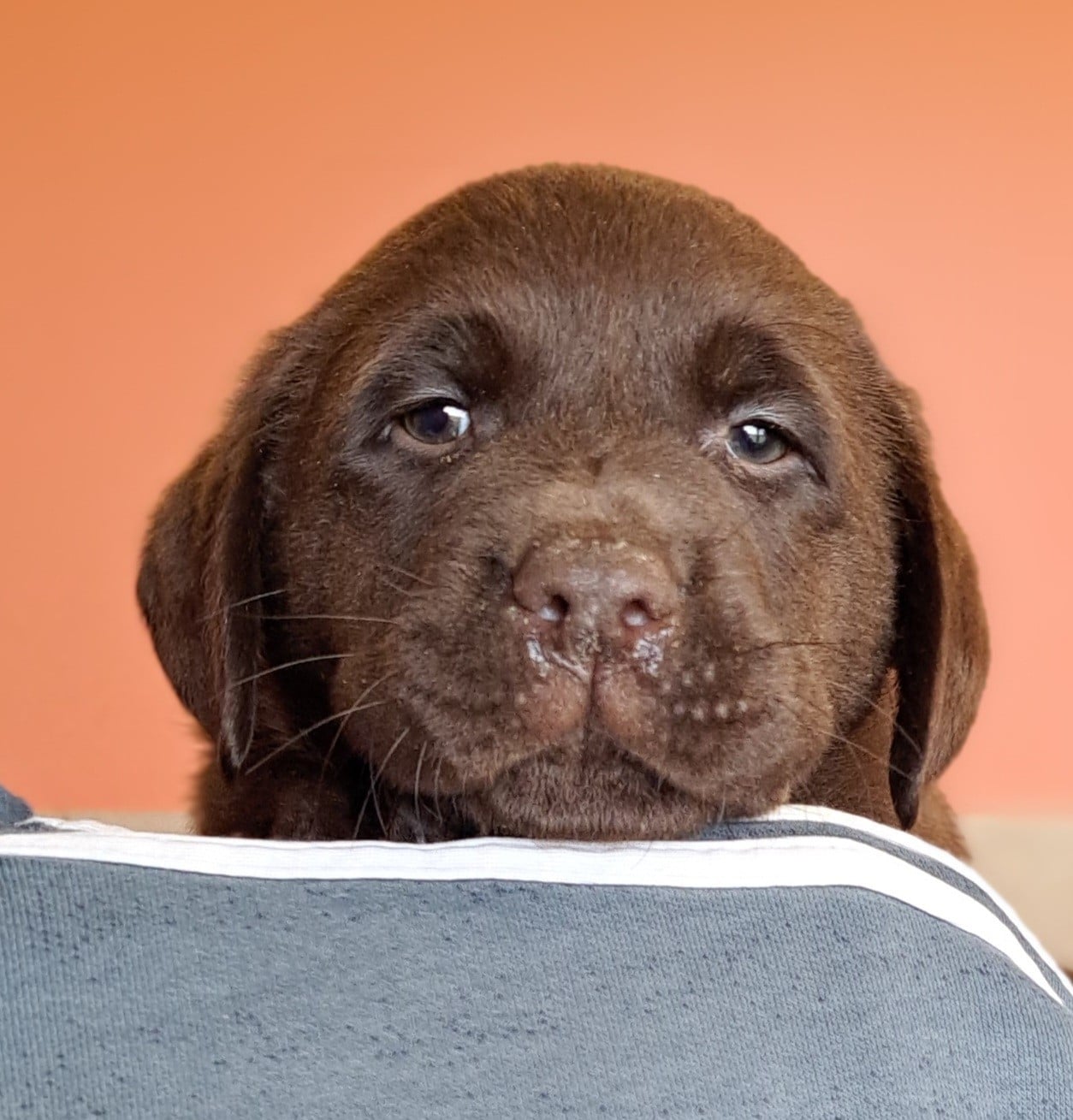 Labrador Retriever - of Mayajoe's Dreams