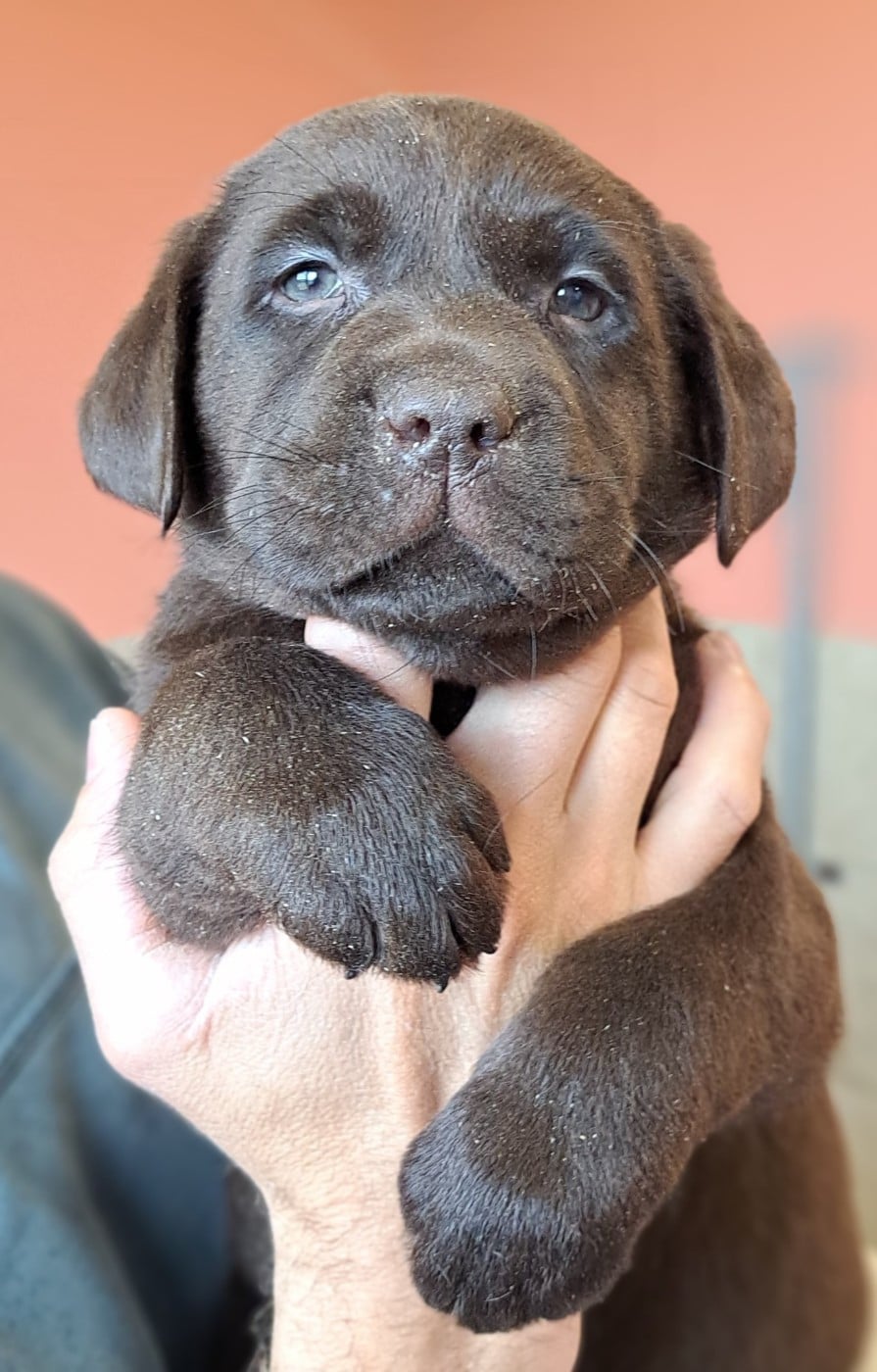 Barnaby-Balzac (ruban blanc)