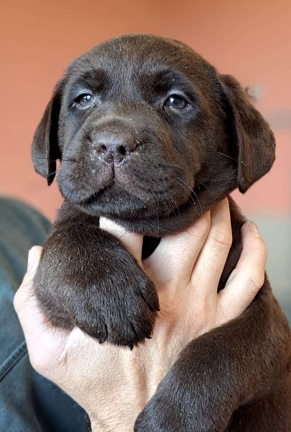 Barnaby-Balzac (ruban blanc)