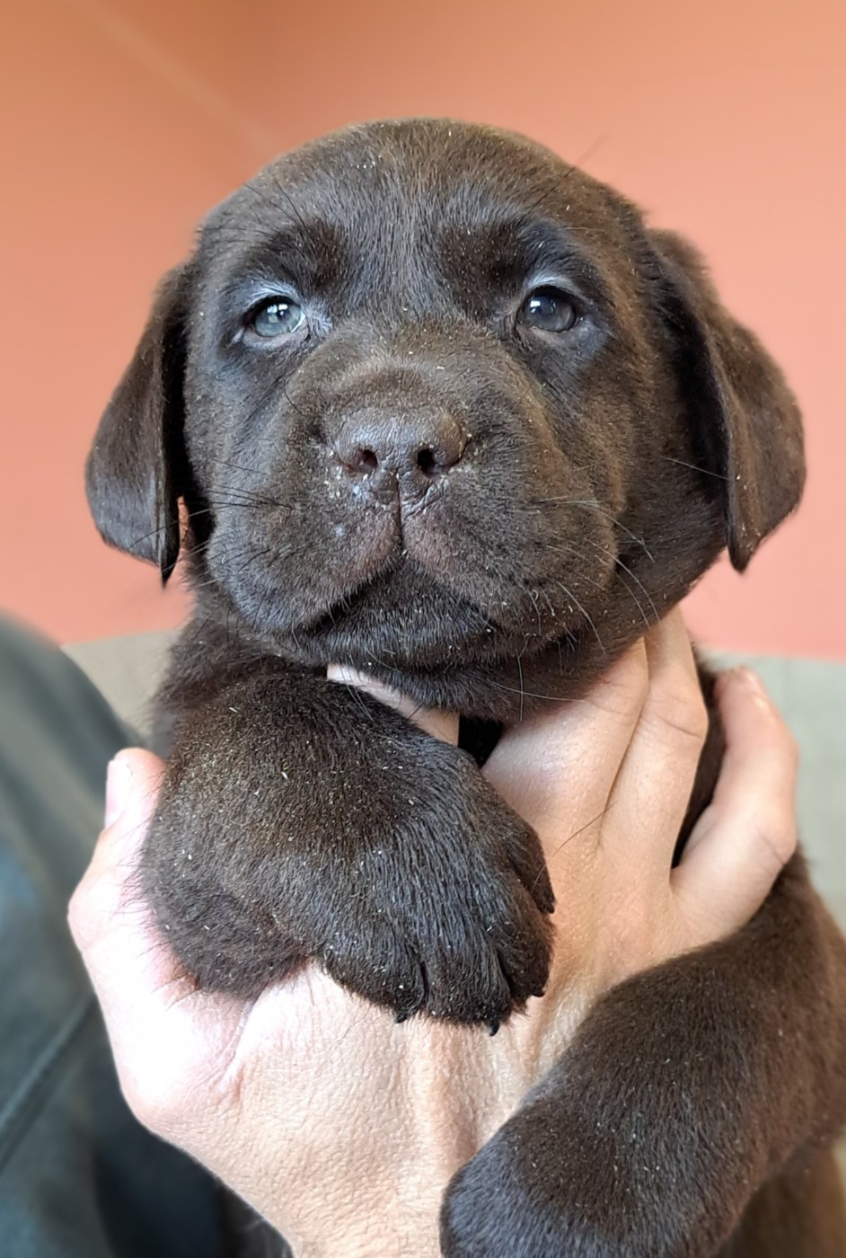 Barnaby-Balzac (ruban blanc)