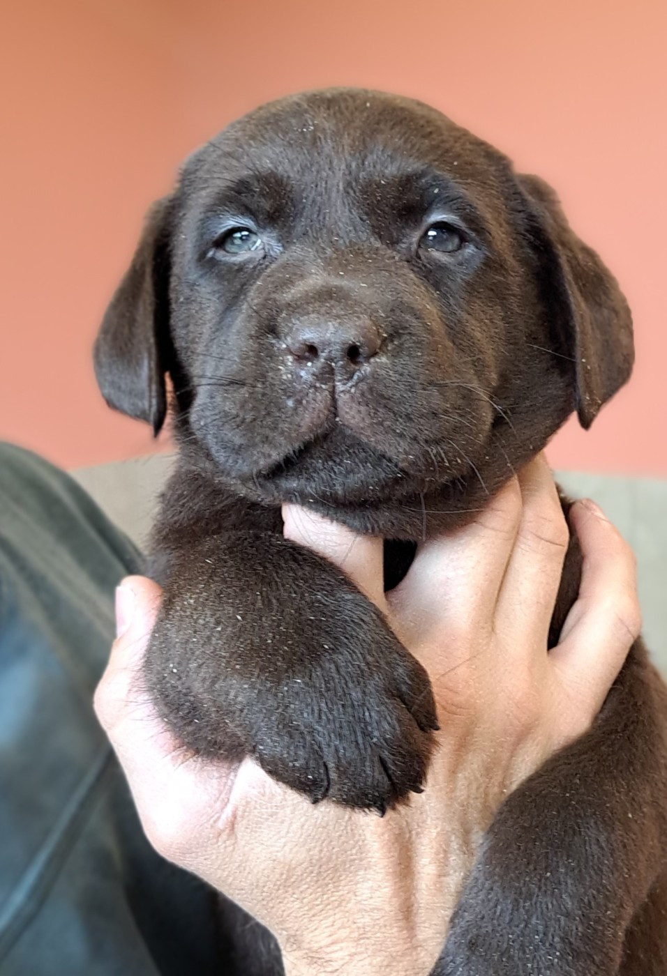 Barnaby-Balzac (ruban blanc)