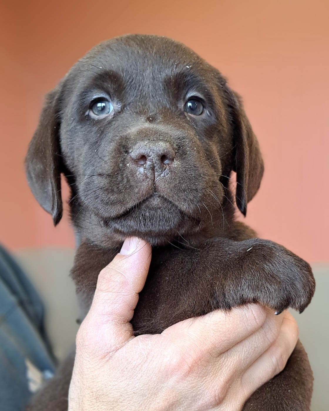 Balto (ruban marron)