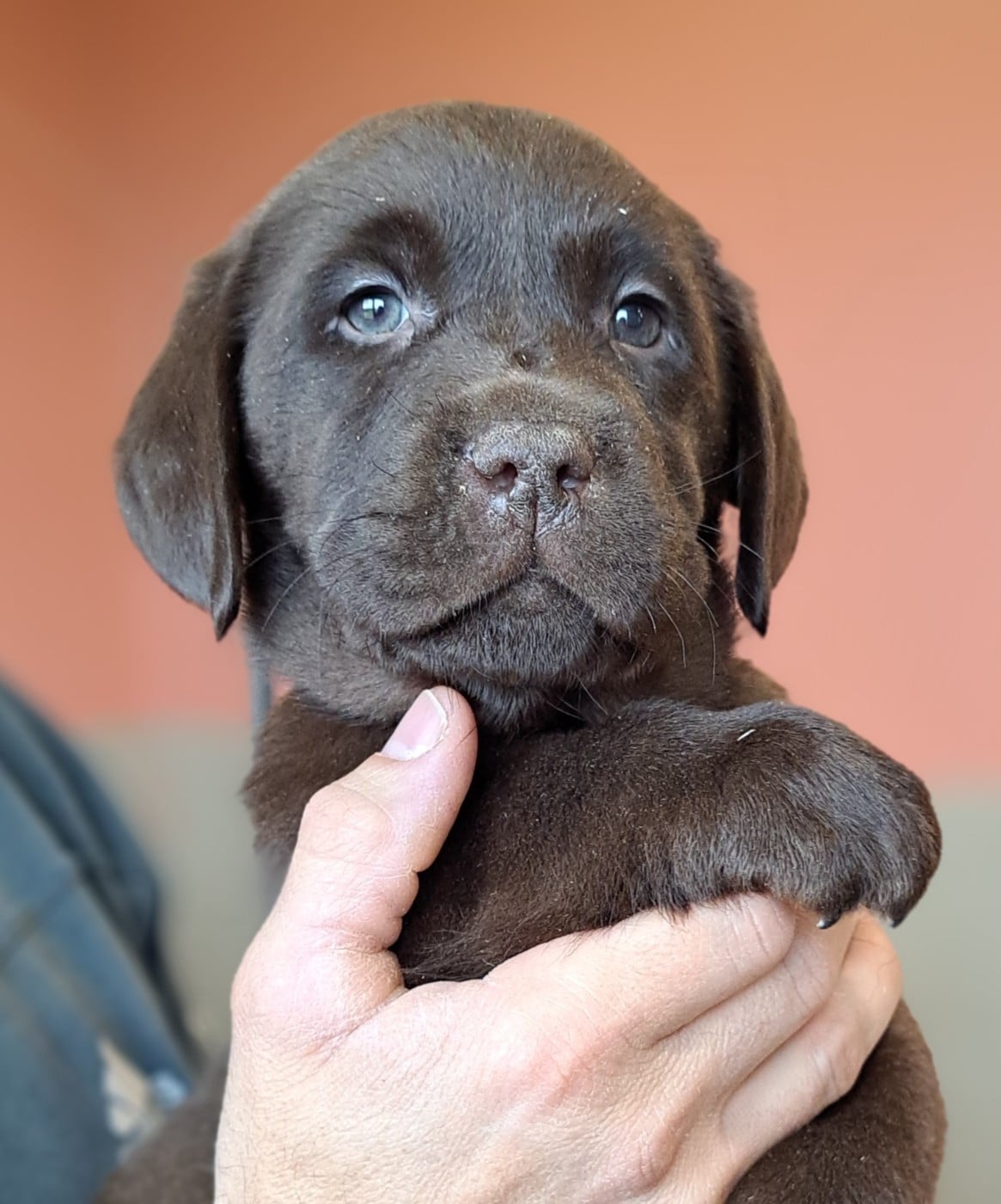 Balto (ruban marron)