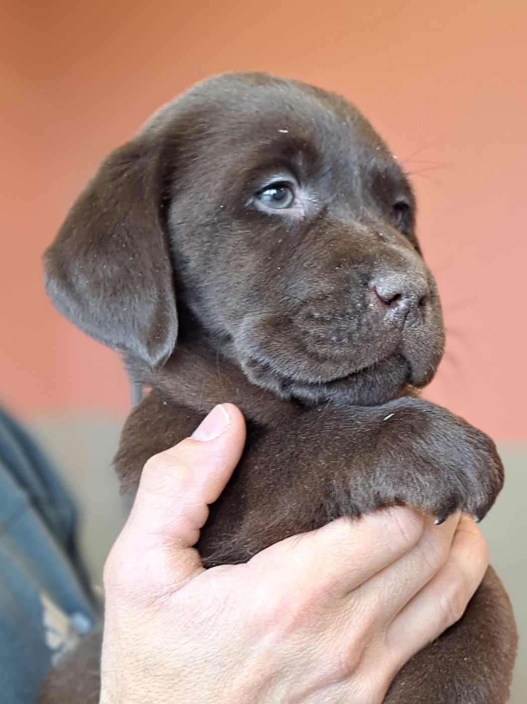 Balto (ruban marron)