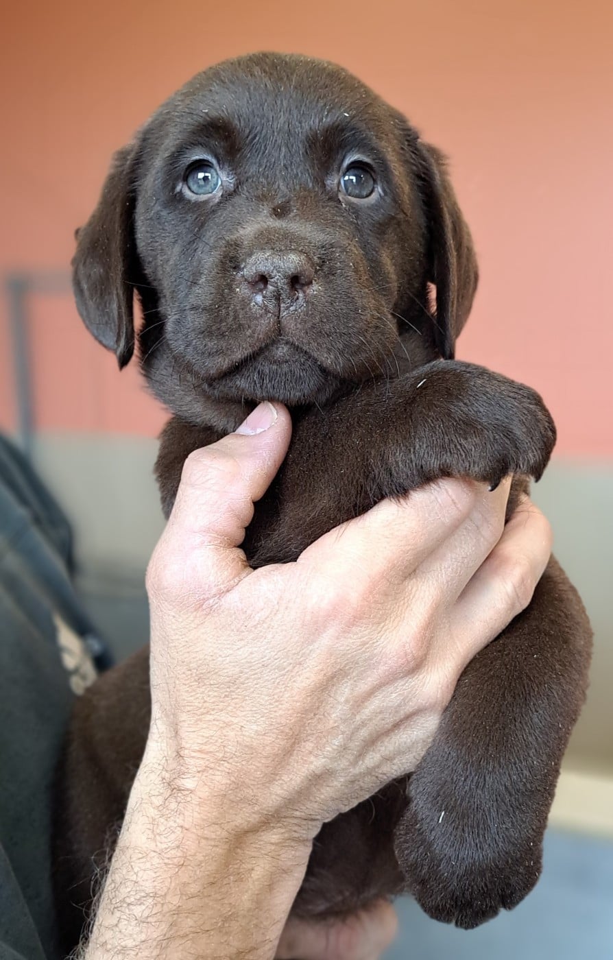 Balto (ruban marron)