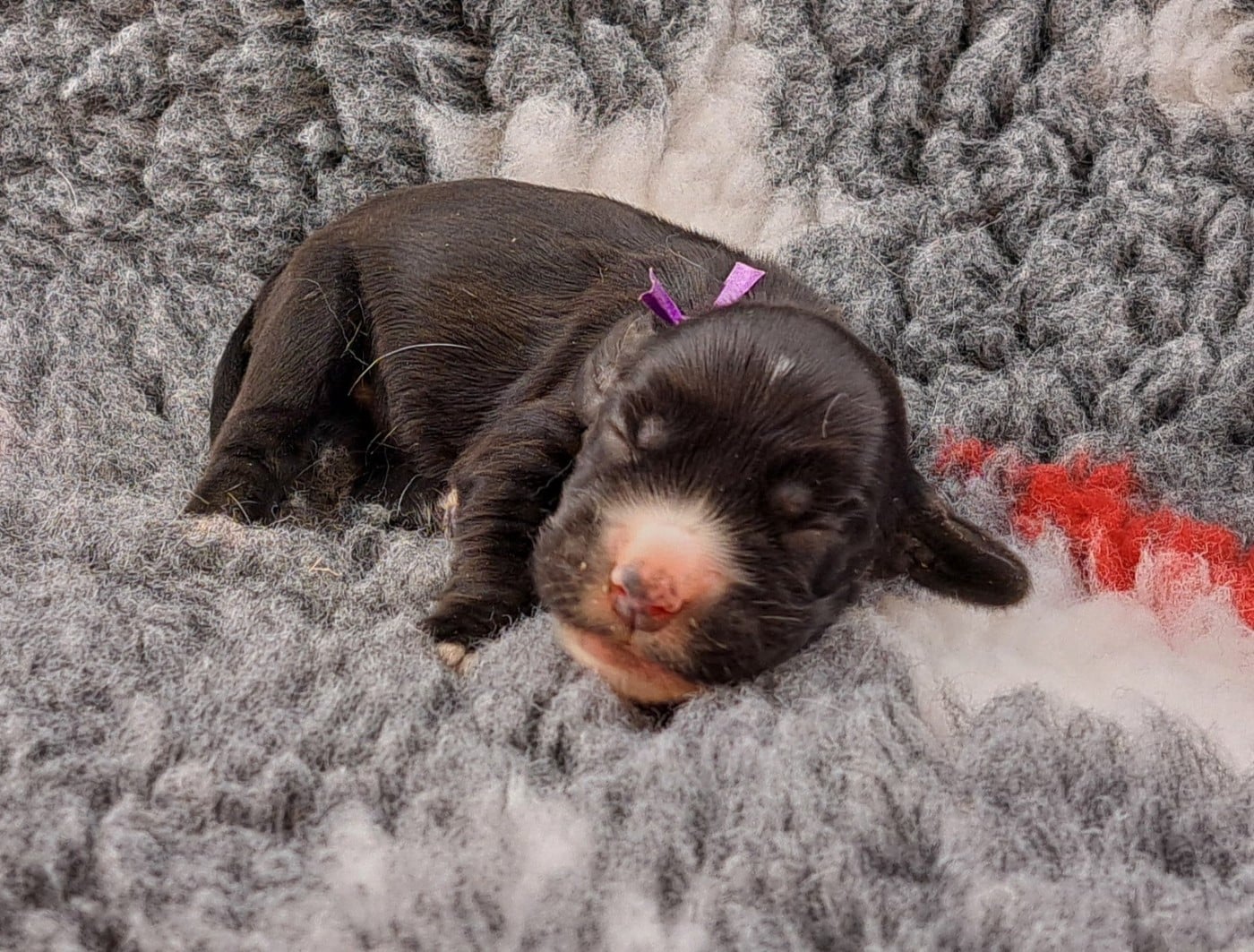 Betty Boop (ruban violet)