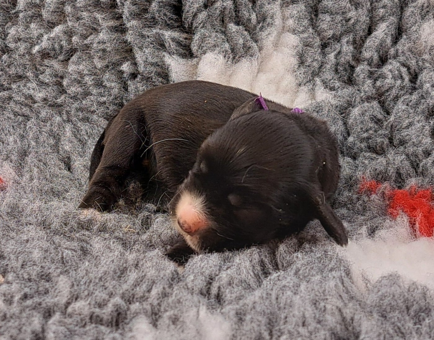 Betty Boop (ruban violet)