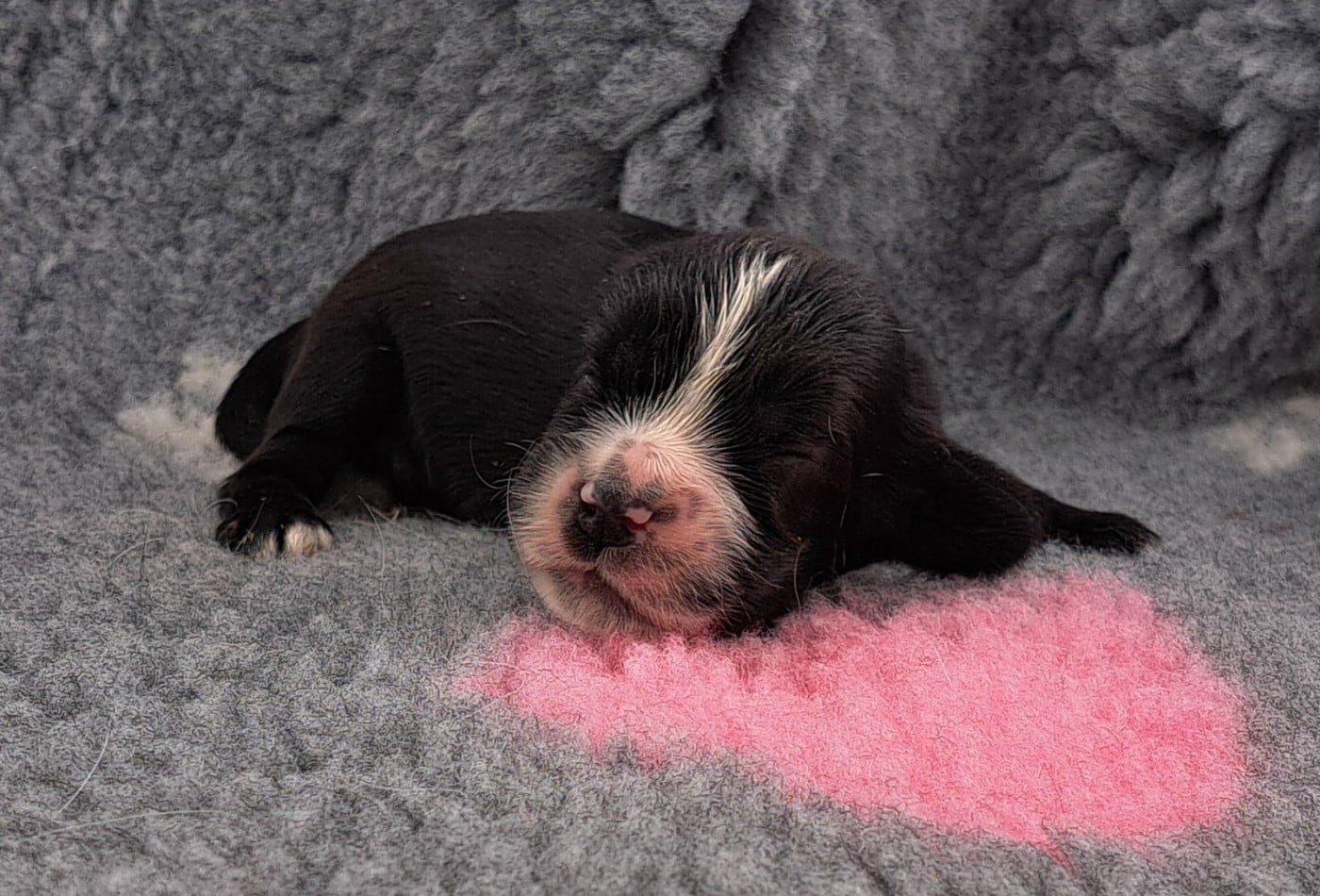 Cocker Spaniel Anglais - of Mayajoe's Dreams