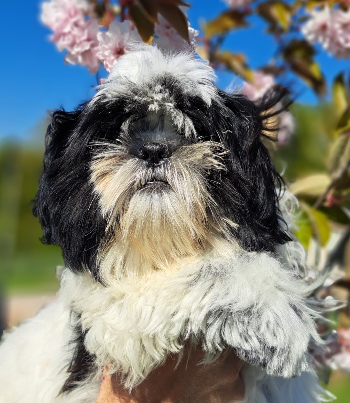 Shih Tzu - of Mayajoe's Dreams