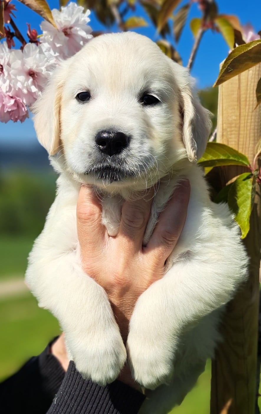 Golden Retriever - of Mayajoe's Dreams