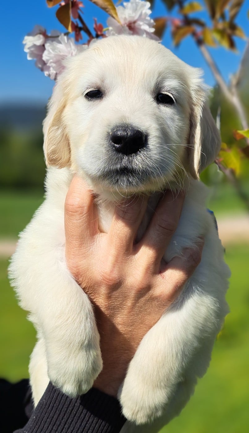 Golden Retriever - of Mayajoe's Dreams