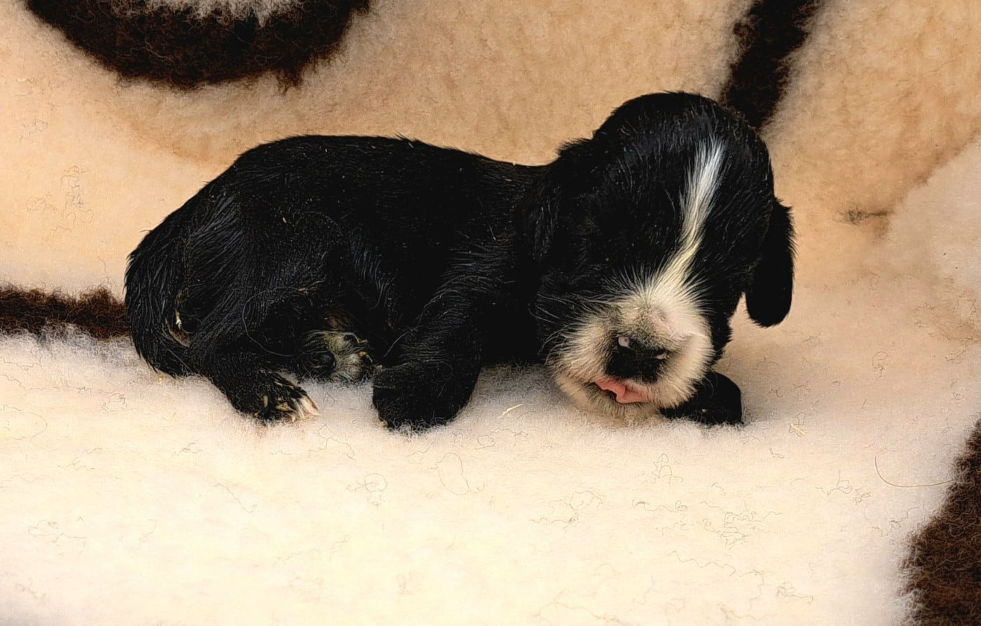 Cocker Spaniel Anglais - of Mayajoe's Dreams