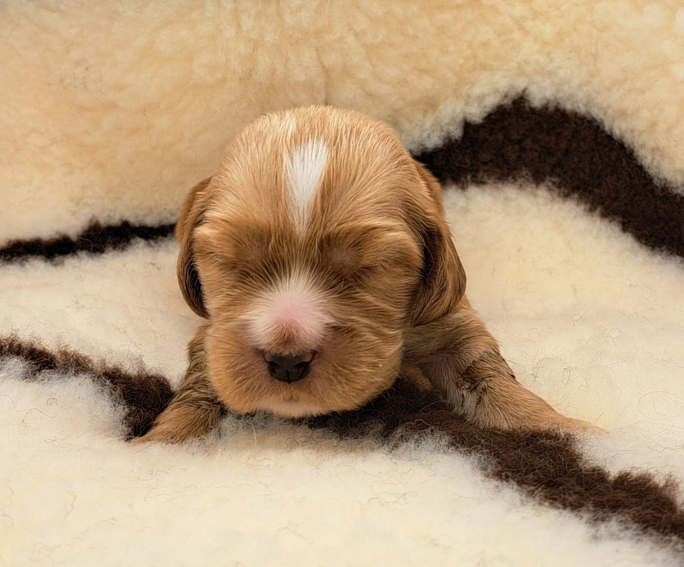 Cocker Spaniel Anglais - of Mayajoe's Dreams